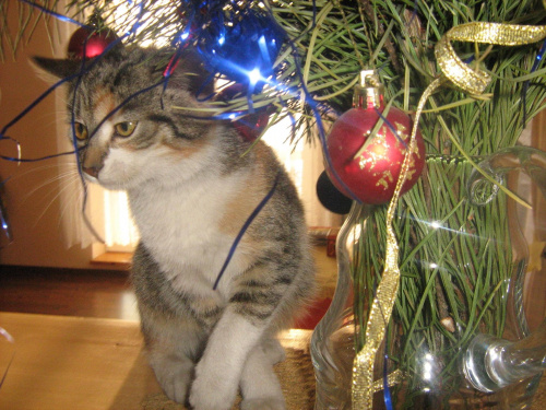 Świąteczny dodatek do stroika #kot #koty #święta