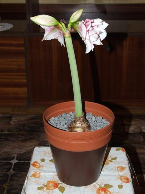 odmiana 'Elvas' - 22 stycznia 2009 #amarylis #Elvas #Hippeastrum #hydroponika