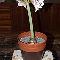 odmiana 'Elvas' - 22 stycznia 2009 #amarylis #Elvas #Hippeastrum #hydroponika