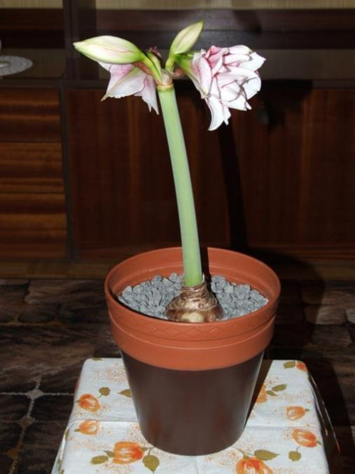 odmiana 'Elvas' - 22 stycznia 2009 #amarylis #Elvas #Hippeastrum #hydroponika