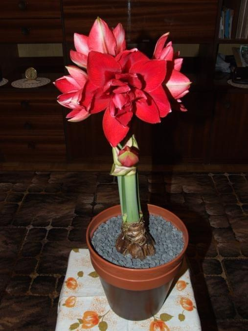 odmiana 'Double Dragon' - 26 stycznia 2009 #amarylis #DoubleDragon #Hippeastrum #hydroponika