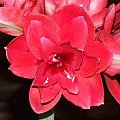 odmiana 'Double Dragon' - budowa kwiatu pełnego #amarylis #DoubleDragon #Hippeastrum