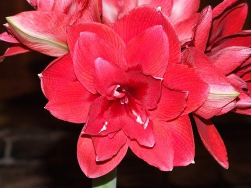 odmiana 'Double Dragon' - budowa kwiatu pełnego #amarylis #DoubleDragon #Hippeastrum