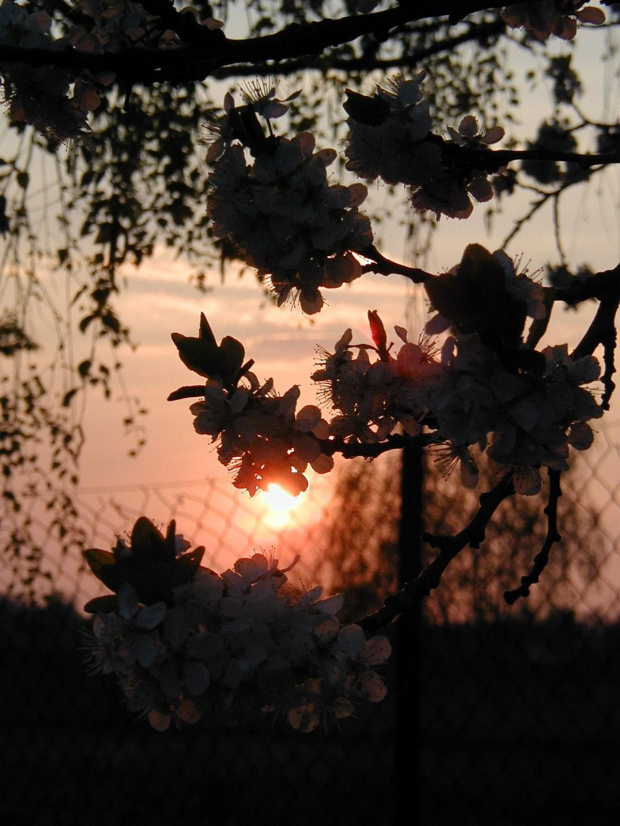 jabłonie, kwitnące jabłonie...