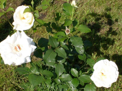 Biała róża #róża #rośliny