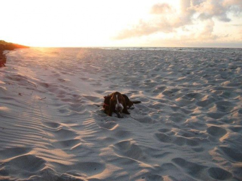 W blasku zachodzącego słońca. #BassetHound #Boogie #pies #morze #Bałtyk