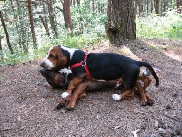 Wcale nie jestem pedałem! #BassetHound #Boogie #pies #morze #Bałtyk