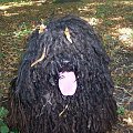 hungarian puli