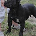 canaveral-staff agent