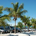palma z dalsza, Key West - Floryda #usa #wycieczka