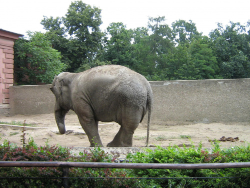 słoń we wrocławskim zoo :)