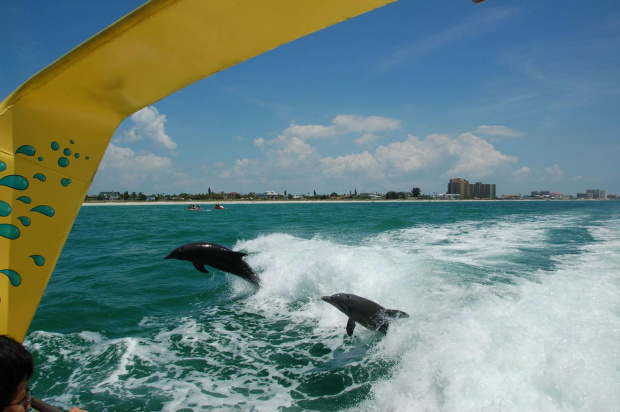 delfiny za motorową łodzią, Clearwater - Floryda #usa #wycieczka