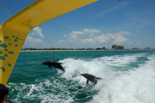 delfiny za motorową łodzią, Clearwater - Floryda #usa #wycieczka
