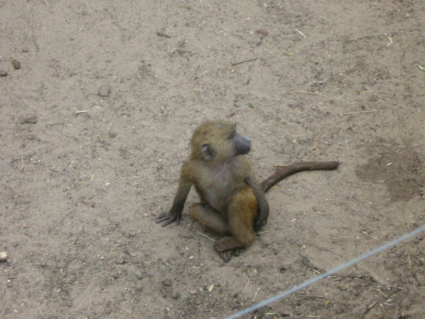 małpka we wrocławskim zoo :)