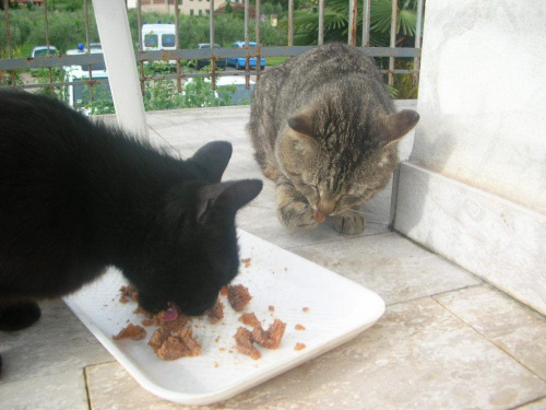 Śniadanie - Nerina i Tigro