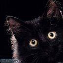 czarny diabeł #zwierzęta #kotki