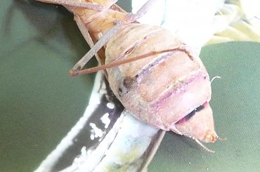 #Sphodromantis #gastrica #choroba #guz