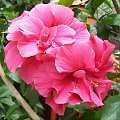 Hibiskus pełny...na moim balkonie:-)