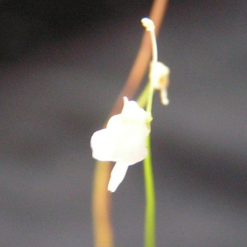 Utricularia bisquamata - niezbyt udane zdjęcie, nawet dla nowego aparatu te kwiatki są za malutkie :/