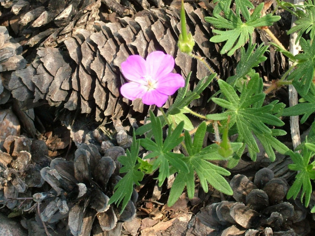 geranium #kwiaty