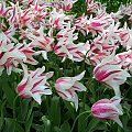 TULIPANY