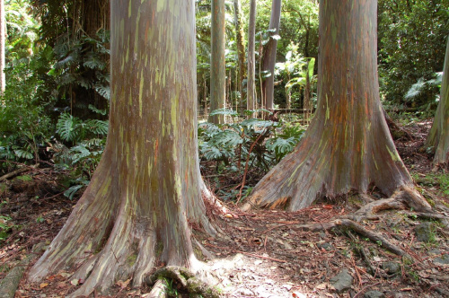 drzewa gumowe, Maui - Hawaje #usa #wycieczka