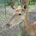 tylko zerknę... #zoo #zwierzęta #zwierzaki