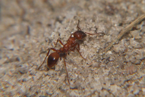 Mrówka 5