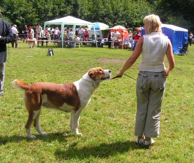 CAO PORÓWNANIE SUKI CACIB