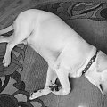 Hektor [ Sierpień ] #hektor #labrador #pies #dog