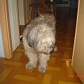 To moj ukochany piesek,ktory biega sobie na łąkach w teczowym moscie :(....Te zdjecia to ostatnie dni i godziny mojego Napika :(