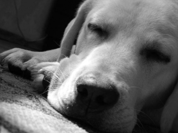 Hektor [Sierpień] #pies #labrador #hektor #dog