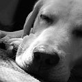 Hektor [Sierpień] #pies #labrador #hektor #dog