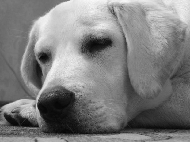 Hektor [Sierpień] #labrador #hektor #pies #dog