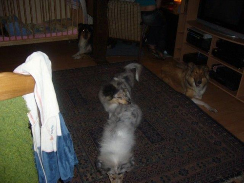 2,08,2007 spotkanie forumowiczów (Magda z Holi, Tomek z Amisią, Natalka z Fluffy i Bestem i ja z Fama i Jazz oraz PIOTRUŚ) #collie