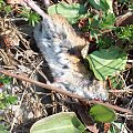 mysz - martwa mysz #makro #zwierzęta #natura #przyroda #gryzoń #mysz