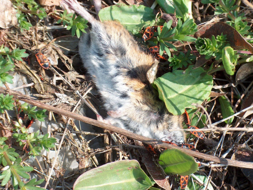 mysz - martwa mysz #makro #zwierzęta #natura #przyroda #gryzoń #mysz