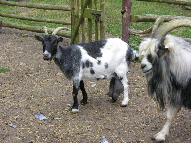 Zespół Pałacowy w Kurozwękach; mini zoo, labirynt w polu kukurydzianym i pare innych atrakcji