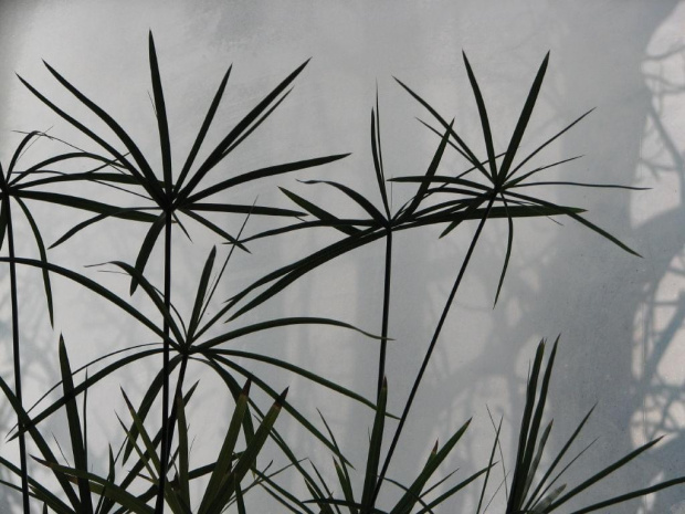papirus #kwiat #papirus #roślina #okno #mgła