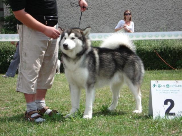 Hurricane Appalachian, Alaskan Malamute