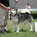 Hurricane Appalachian, Alaskan Malamute