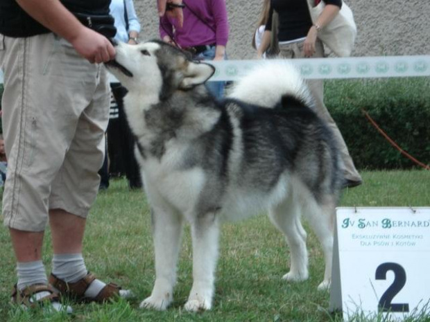 Hurricane Appalachian, Alaskan Malamute