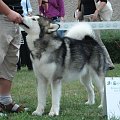 Hurricane Appalachian, Alaskan Malamute