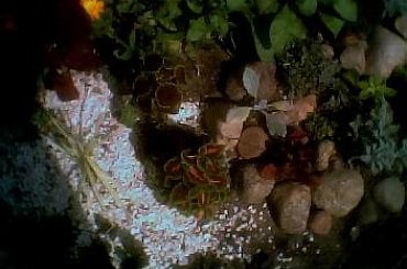 skalniak, 2 pokrzywy, nagietki, z lewej trawa, szałwia lirolistna, z prawej wrotycz, a nad nim runianka, u dołu dabrówka. #skalniak #rabata #PrzyDomu #PrzyUlicy