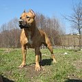 amstaff