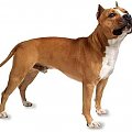 amstaff