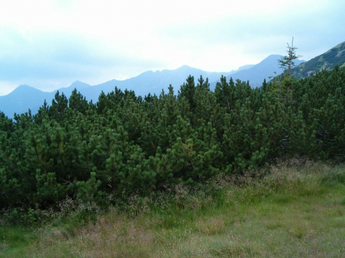 widok z grzbietu Przedniego Salatynu na grań Rohaczy #Tatry