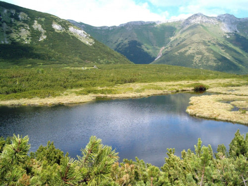 Stręgacznik #Tatry