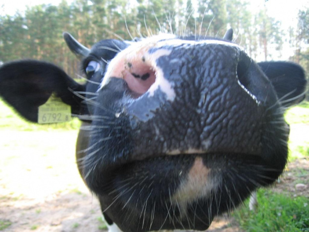 Swiat wesołych krów #krowa #krowy #zwierzęta #ciekawe #zabawne #śmieszne #niezwykłe #fajne #humor #jaja