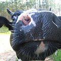 Swiat wesołych krów #krowa #krowy #zwierzęta #ciekawe #zabawne #śmieszne #niezwykłe #fajne #humor #jaja